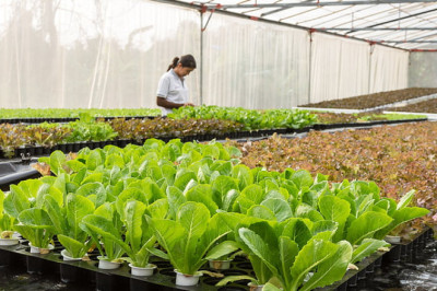What is Urban farming?