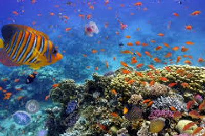 Innovations in Marine Biotechnology Driving Global Market Expansion Through 2032