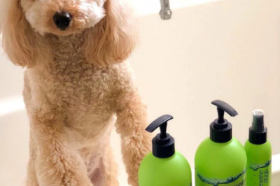 Best Shampoo And Conditioner For Dogs