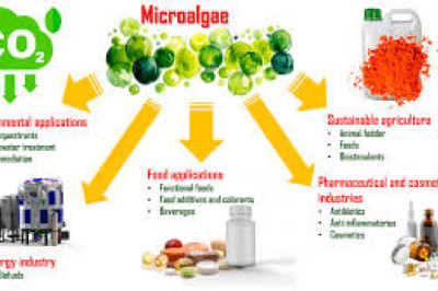 Microalgae-Based Products Market Set for Rapid Growth Driven by Sustainable Innovation &amp; Rising Demand