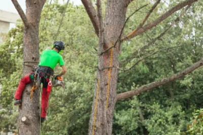 How Tree Pruning in Honolulu Improves Property Value